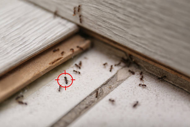 Professional Pest Control in Andrews Af, MD