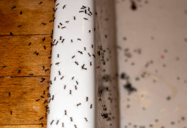 Best Residential Pest Control  in Andrews Af, MD